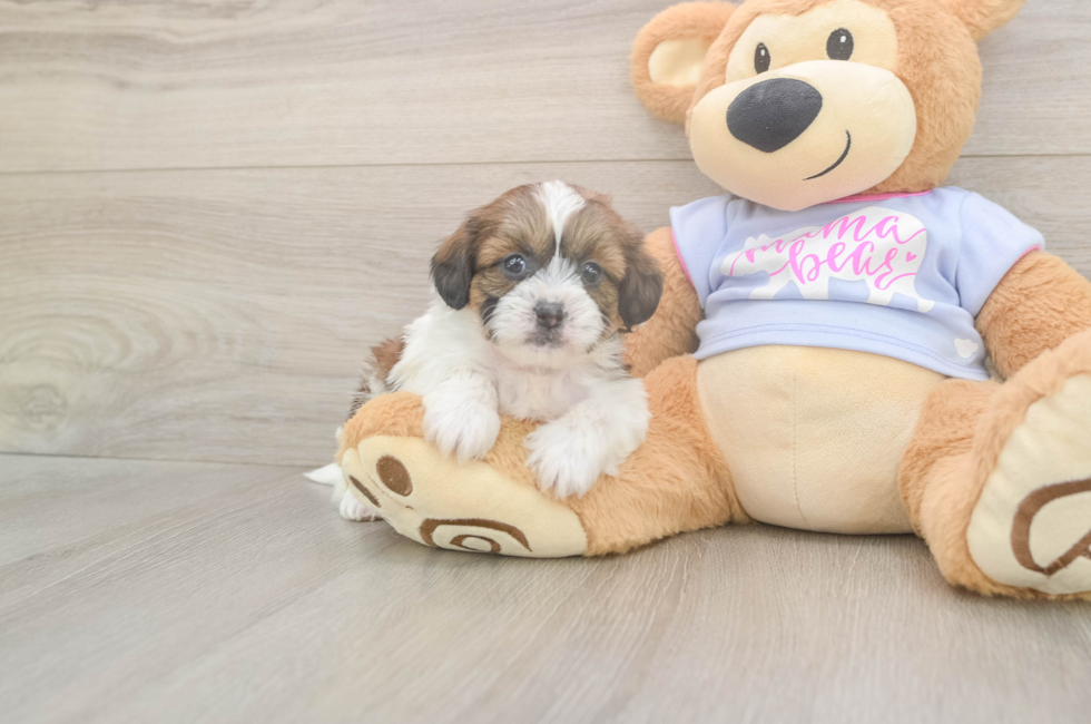 5 week old Teddy Bear Puppy For Sale - Simply Southern Pups