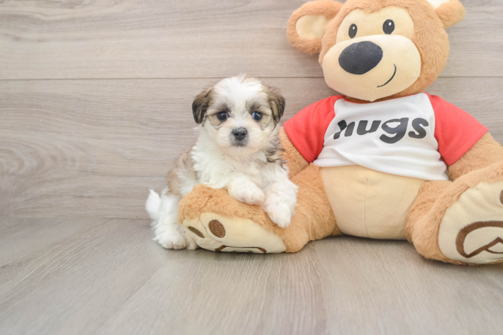 Smart Teddy Bear Designer Pup