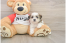 Teddy Bear Pup Being Cute