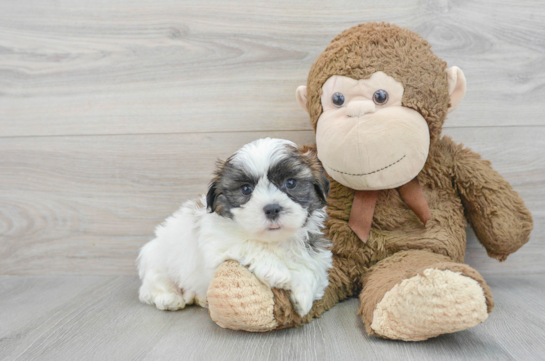 Energetic Shichon Designer Puppy