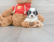 7 week old Teddy Bear Puppy For Sale - Simply Southern Pups
