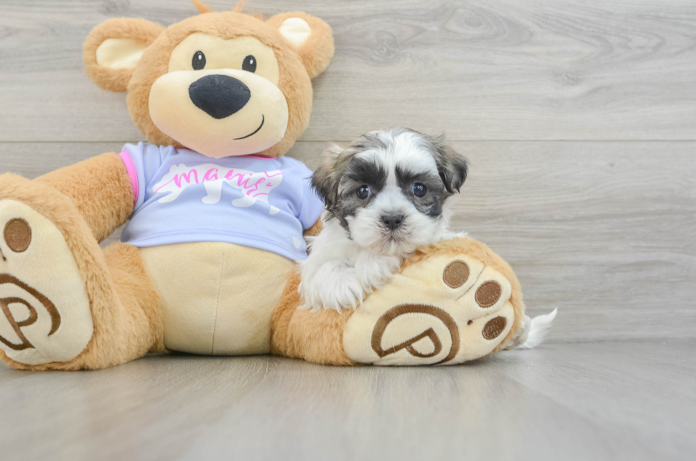 6 week old Teddy Bear Puppy For Sale - Simply Southern Pups