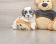 7 week old Teddy Bear Puppy For Sale - Simply Southern Pups