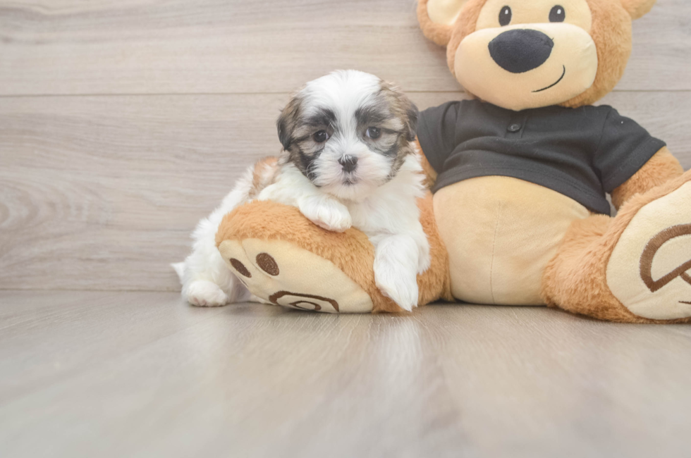 5 week old Teddy Bear Puppy For Sale - Simply Southern Pups