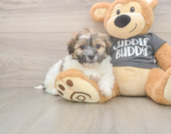 7 week old Teddy Bear Puppy For Sale - Simply Southern Pups
