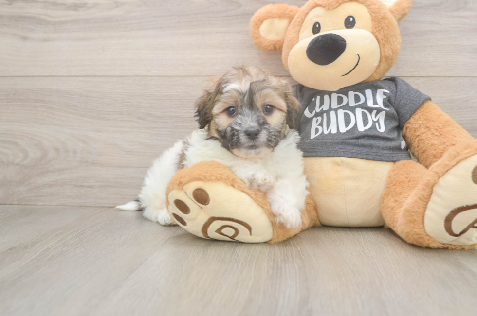 6 week old Teddy Bear Puppy For Sale - Simply Southern Pups