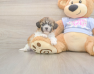 7 week old Teddy Bear Puppy For Sale - Simply Southern Pups