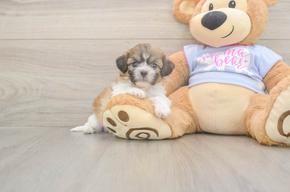 5 week old Teddy Bear Puppy For Sale - Simply Southern Pups