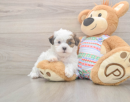 6 week old Teddy Bear Puppy For Sale - Simply Southern Pups
