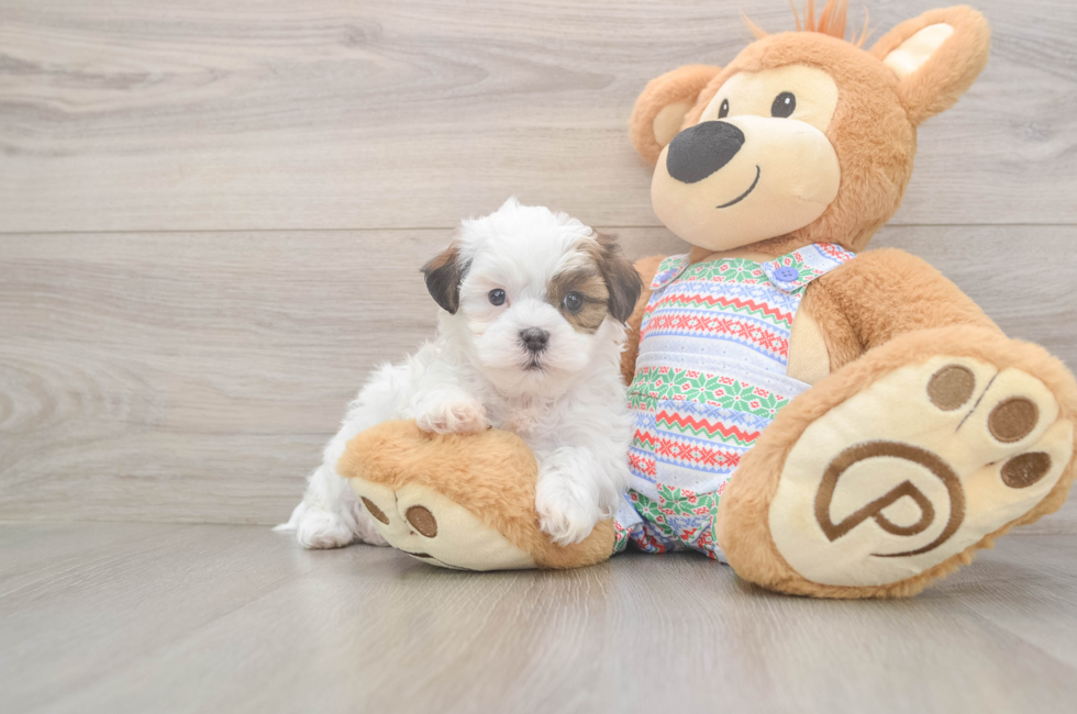 6 week old Teddy Bear Puppy For Sale - Simply Southern Pups