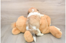Popular Teddy Bear Designer Pup