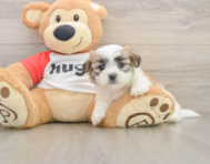 7 week old Teddy Bear Puppy For Sale - Simply Southern Pups