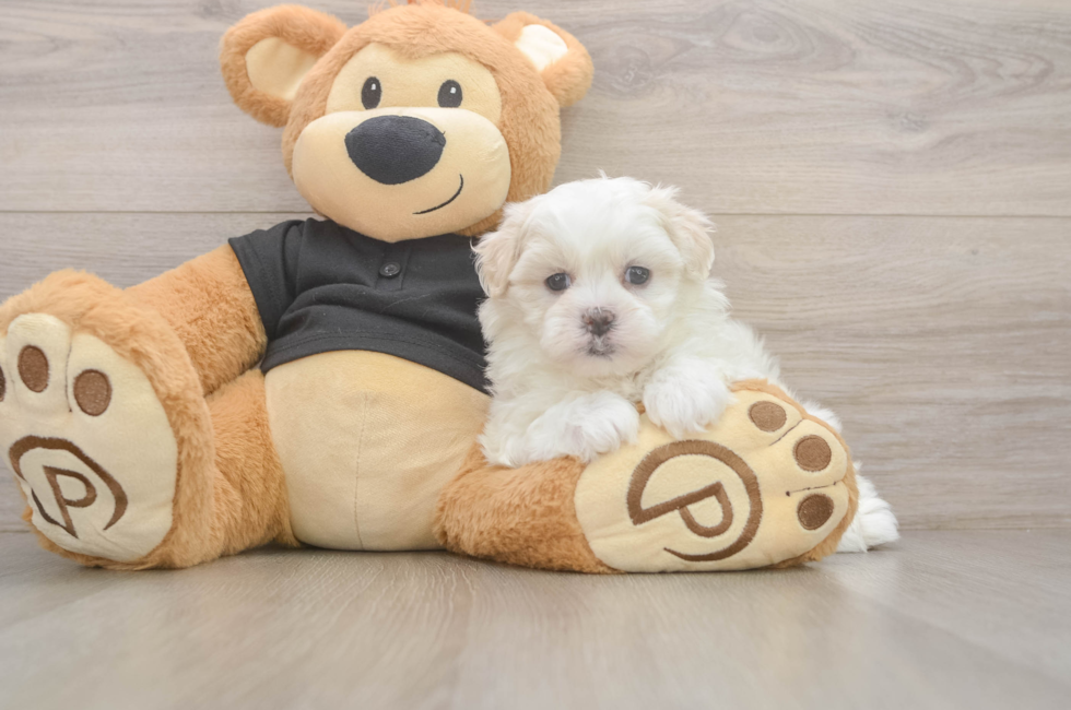 5 week old Teddy Bear Puppy For Sale - Simply Southern Pups