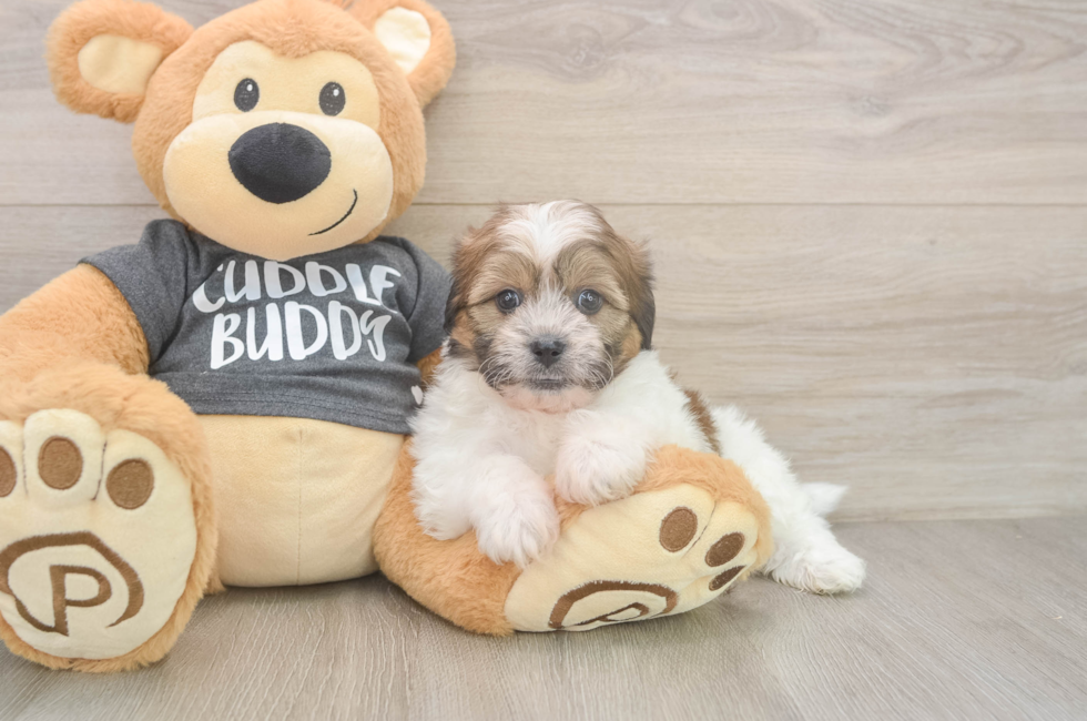 6 week old Teddy Bear Puppy For Sale - Simply Southern Pups