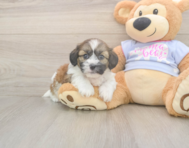 7 week old Teddy Bear Puppy For Sale - Simply Southern Pups