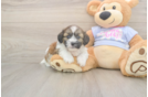 Funny Teddy Bear Designer Pup