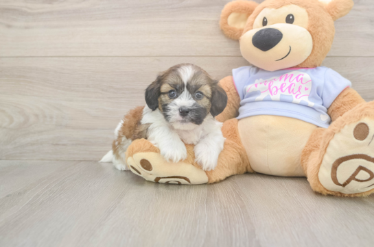5 week old Teddy Bear Puppy For Sale - Simply Southern Pups Funny Teddy Bear Designer Pup
