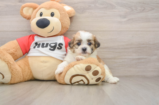 Teddy Bear Puppy for Adoption