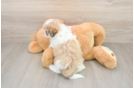 Friendly Teddy Bear Baby