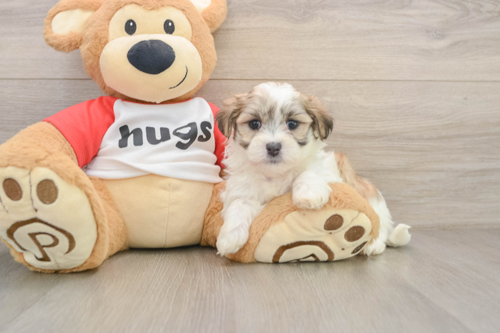 Best Teddy Bear Baby
