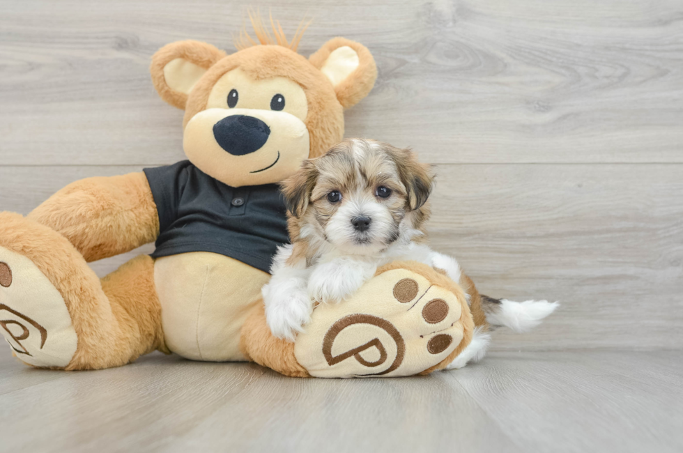 7 week old Teddy Bear Puppy For Sale - Simply Southern Pups