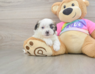 7 week old Teddy Bear Puppy For Sale - Simply Southern Pups