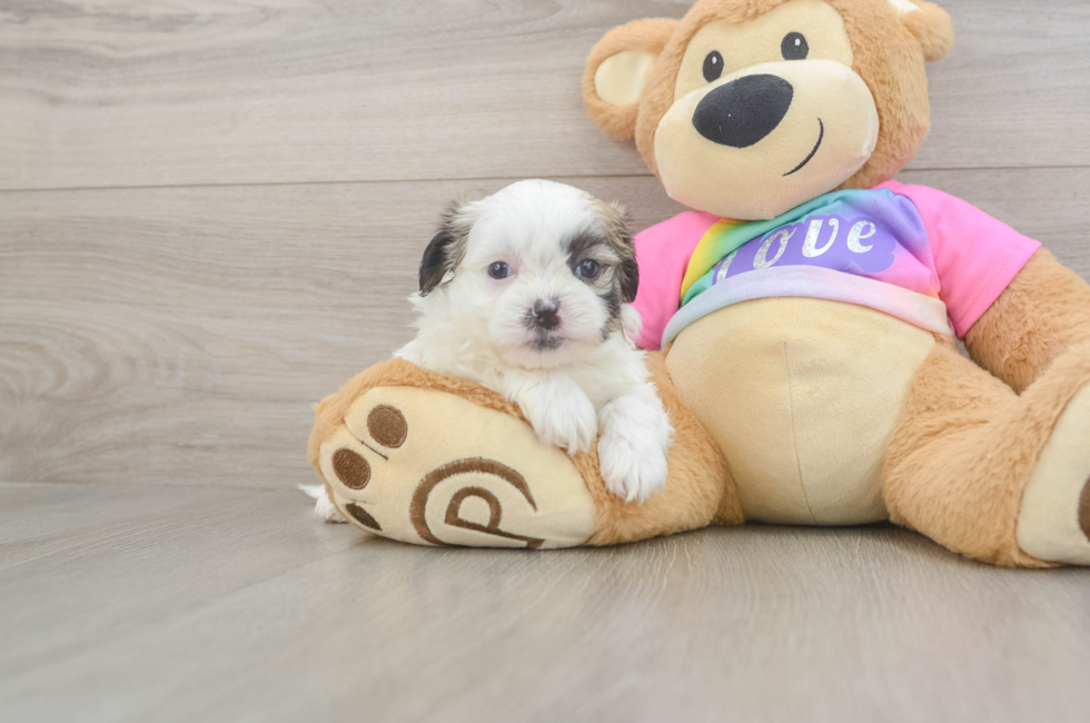 6 week old Teddy Bear Puppy For Sale - Simply Southern Pups