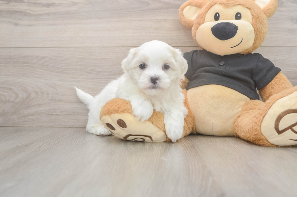 5 week old Teddy Bear Puppy For Sale - Simply Southern Pups
