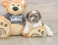 7 week old Teddy Bear Puppy For Sale - Simply Southern Pups