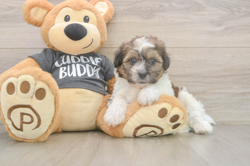 6 week old Teddy Bear Puppy For Sale - Simply Southern Pups