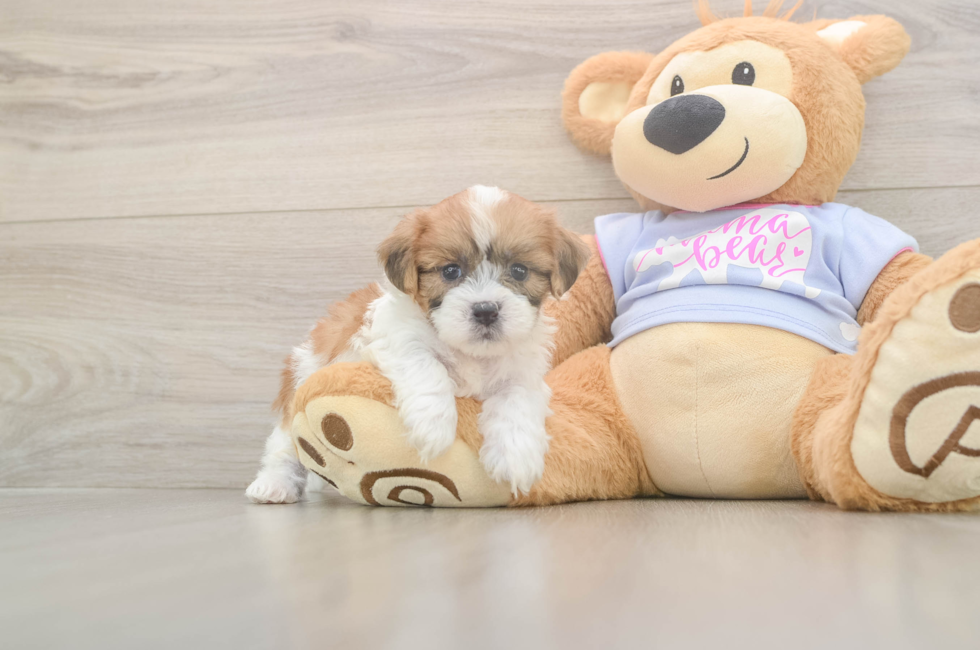5 week old Teddy Bear Puppy For Sale - Simply Southern Pups