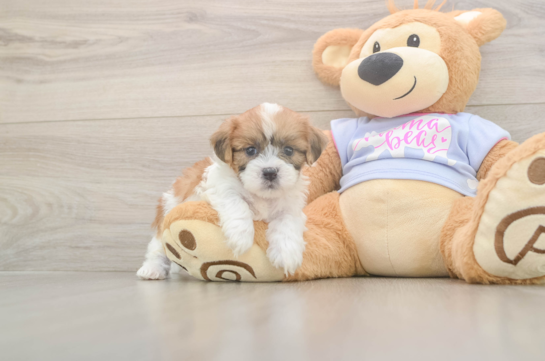 5 week old Teddy Bear Puppy For Sale - Simply Southern Pups Playful Shi Chon Designer Puppy