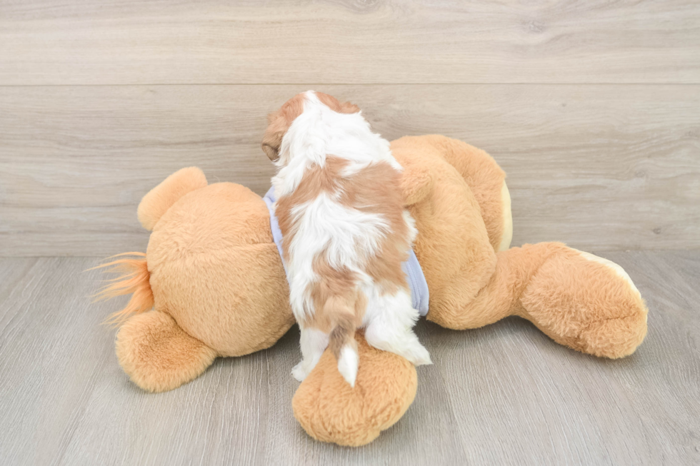 Adorable Shit Designer Puppy