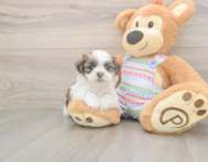 6 week old Teddy Bear Puppy For Sale - Simply Southern Pups