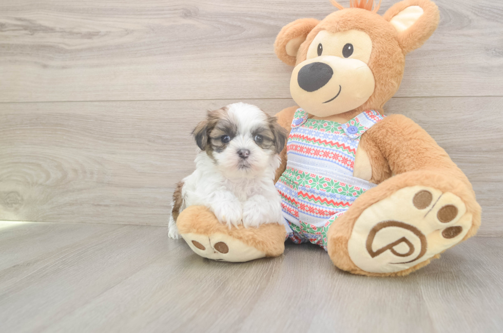 6 week old Teddy Bear Puppy For Sale - Simply Southern Pups