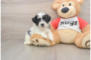 Teddy Bear Puppy for Adoption