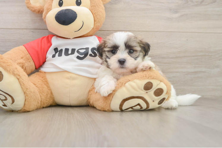 Teddy Bear Puppy for Adoption