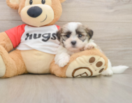 7 week old Teddy Bear Puppy For Sale - Simply Southern Pups