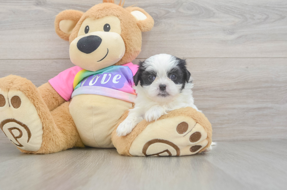 6 week old Teddy Bear Puppy For Sale - Simply Southern Pups