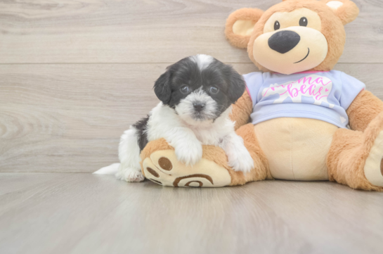 5 week old Teddy Bear Puppy For Sale - Simply Southern Pups Teddy Bear Puppy for Adoption