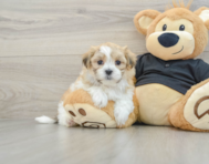 8 week old Teddy Bear Puppy For Sale - Simply Southern Pups