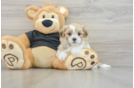 Smart Teddy Bear Designer Pup