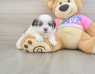 7 week old Teddy Bear Puppy For Sale - Simply Southern Pups