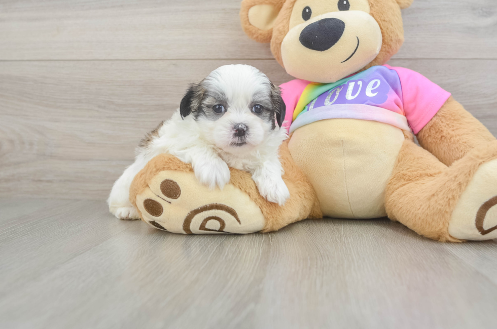 6 week old Teddy Bear Puppy For Sale - Simply Southern Pups