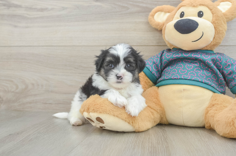6 week old Teddy Bear Puppy For Sale - Simply Southern Pups