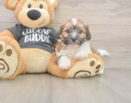 7 week old Teddy Bear Puppy For Sale - Simply Southern Pups