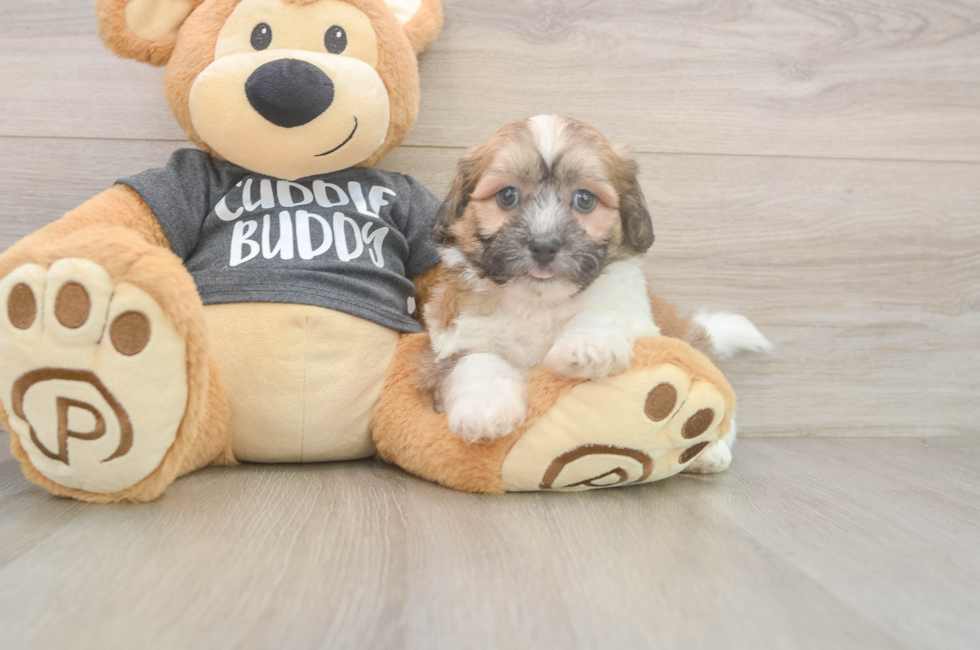 6 week old Teddy Bear Puppy For Sale - Simply Southern Pups