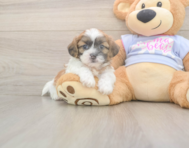 8 week old Teddy Bear Puppy For Sale - Simply Southern Pups