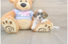 Teddy Bear Puppy for Adoption