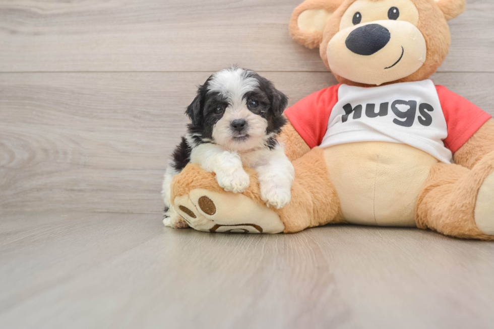 Friendly Teddy Bear Baby